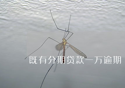 既有分期贷款一万逾期 既有分期贷款一万逾期