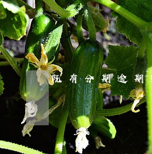 既有分期逾期3年是否已过诉讼期