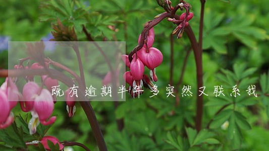 既有逾期半年多突然又联系我 既有逾期半年多突然又联系我