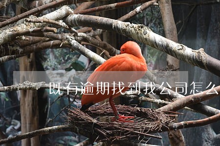 既有逾期找到我公司怎么办