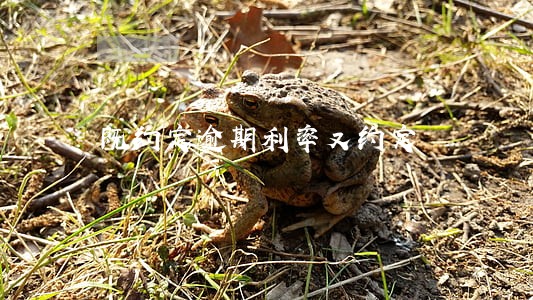 既约定逾期利率又约定 既约定逾期利率又约定