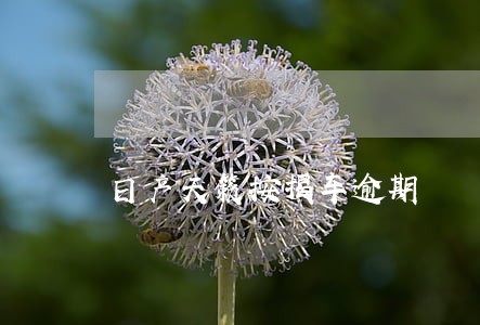 日产天籁按揭车逾期 日产天籁按揭车逾期