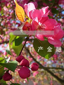 日产金融回租逾期案例 日产金融回租逾期案例