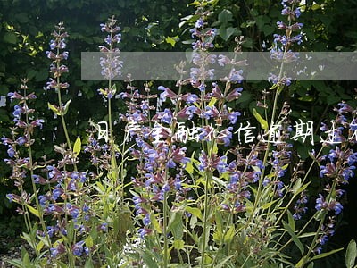 日产金融征信逾期过不了 日产金融征信逾期过不了