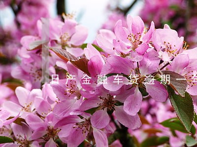 日产金融车贷逾期一年