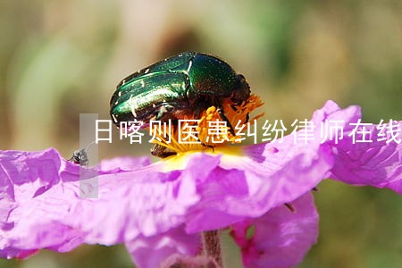 日喀则医患纠纷律师在线咨询