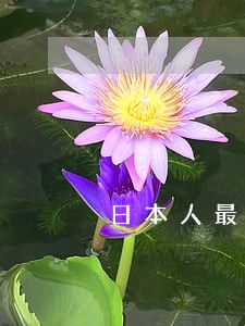 日本人最厉害的刑法