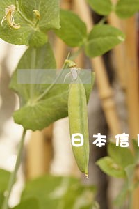 日本信用卡逾期最新规定 日本信用卡逾期最新规定