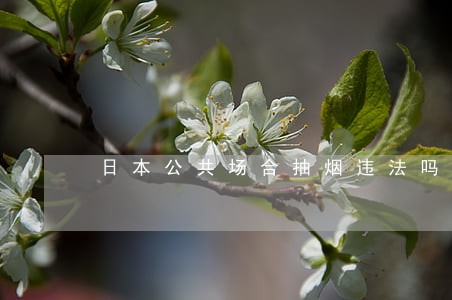 日本公共场合抽烟违法吗 日本公共场合抽烟违法吗