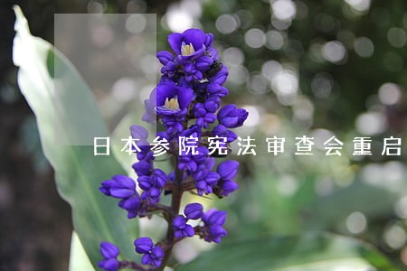 日本参院宪法审查会重启修宪讨论 日本参院宪法审查会重启修宪讨论