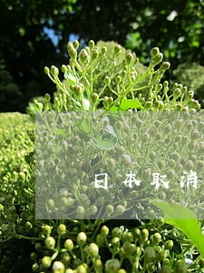 日本取消图书逾期费