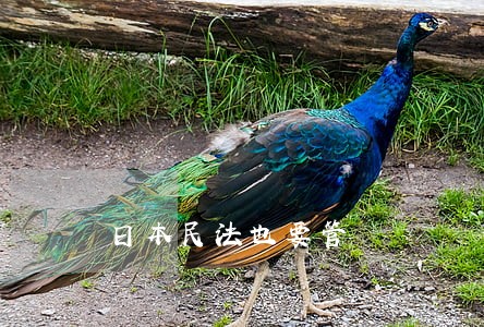 日本民法也要管 日本民法也要管