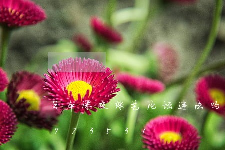 日本深夜综艺论坛违法吗/2023012973531 日本深夜综艺论坛违法吗/2023012973531