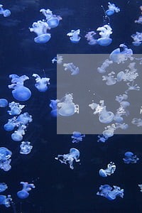 日本立法委员呼吁比特币交易免税 日本立法委员呼吁比特币交易免税