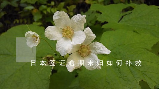 日本签证逾期未归如何补救 日本签证逾期未归如何补救