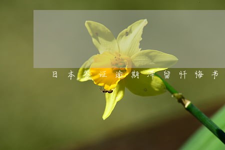 日本签证逾期滞留忏悔书 日本签证逾期滞留忏悔书