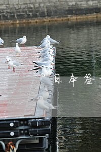 日本签证逾期逗留 日本签证逾期逗留