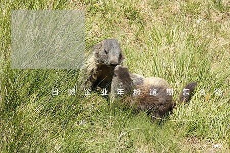 日照企业年检逾期怎么处罚 日照企业年检逾期怎么处罚