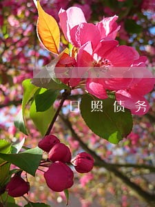 日照债务纠纷律师 日照债务纠纷律师