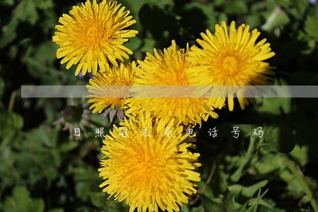 日照司法局电话号码 日照司法局电话号码