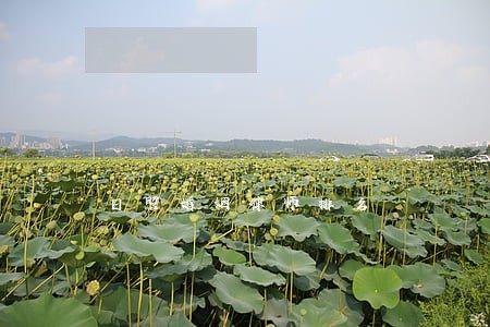日照婚姻律师排名