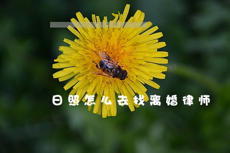 日照怎么去找离婚律师 日照怎么去找离婚律师