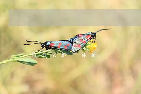 日照房地产律师 日照房地产律师