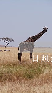 日照法律什么的人不得服兵役 日照法律什么的人不得服兵役
