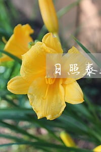日照泰运电力诉讼 日照泰运电力诉讼