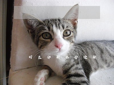 时光分期本金逾期 时光分期本金逾期