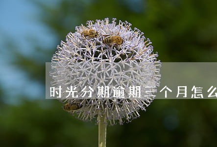 时光分期逾期三个月怎么办 时光分期逾期三个月怎么办