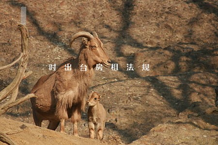 时出台房租法规