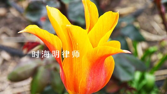 时海明律师