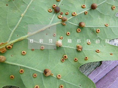 旺农贷逾期后自动扣除 旺农贷逾期后自动扣除