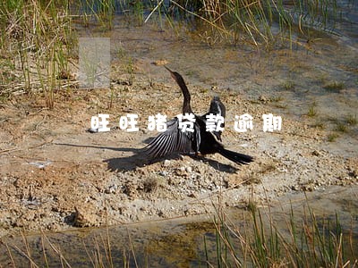 旺旺猪贷款逾期 旺旺猪贷款逾期