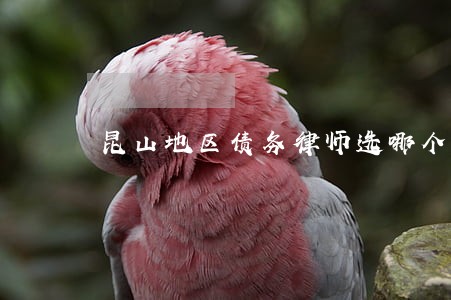 昆山地区债务律师选哪个 昆山地区债务律师选哪个
