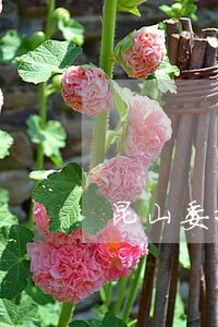昆山委托债务律师排名