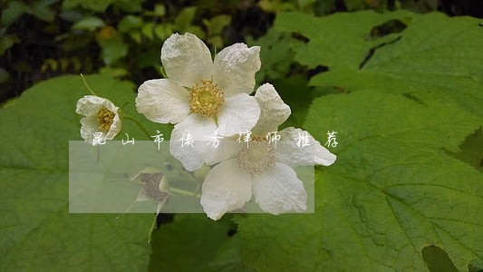 昆山市债务律师推荐 昆山市债务律师推荐