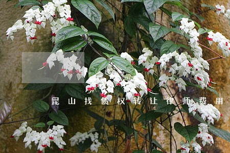 昆山找债权转让律师费用 昆山找债权转让律师费用