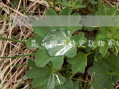 昆山挪用特定款物罪律师费用 昆山挪用特定款物罪律师费用