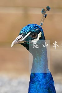 昆山本地大额债务律师推荐 昆山本地大额债务律师推荐