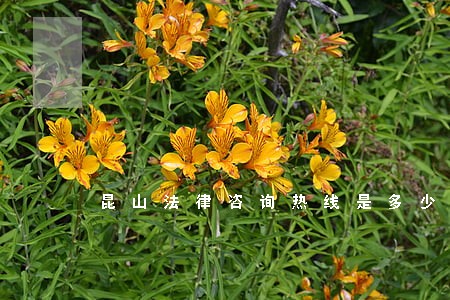 昆山法律咨询热线是多少 昆山法律咨询热线是多少