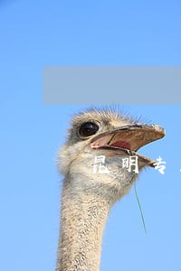 昆明专业合同买卖律师服务热线