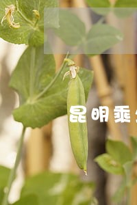 昆明乘坐地铁相关法规 昆明乘坐地铁相关法规