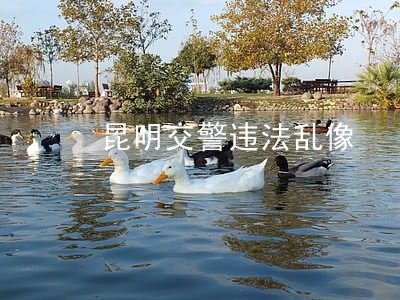 昆明交警违法乱像 昆明交警违法乱像