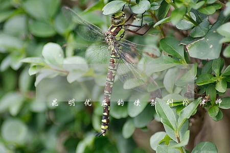昆明优质的债务纠纷律师事务所 昆明优质的债务纠纷律师事务所