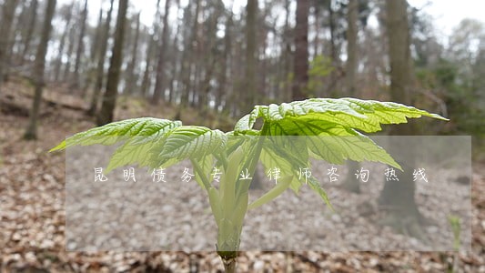 昆明债务专业律师咨询热线 昆明债务专业律师咨询热线