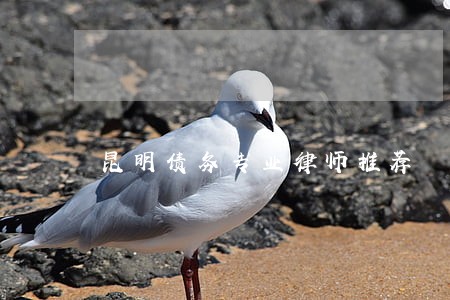 昆明债务专业律师推荐 昆明债务专业律师推荐