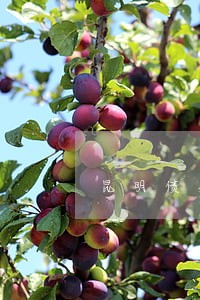昆明债务重组律师事务所 昆明债务重组律师事务所