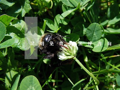 昆明免费的法律咨询 昆明免费的法律咨询